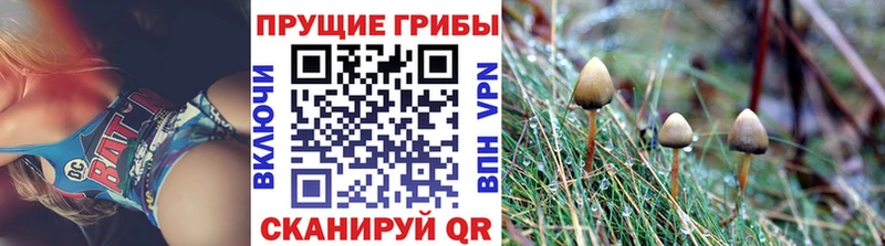 Псилоцибиновые грибы Psilocybine cubensis Усть-Кут